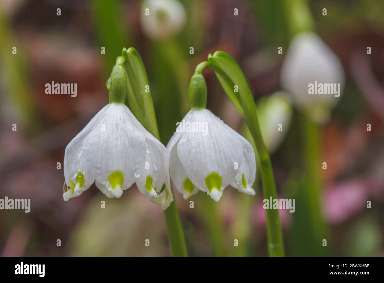 Il simbolo del fiocco di neve di primavera (Leucojum vernum), fiori, Germania Foto Stock