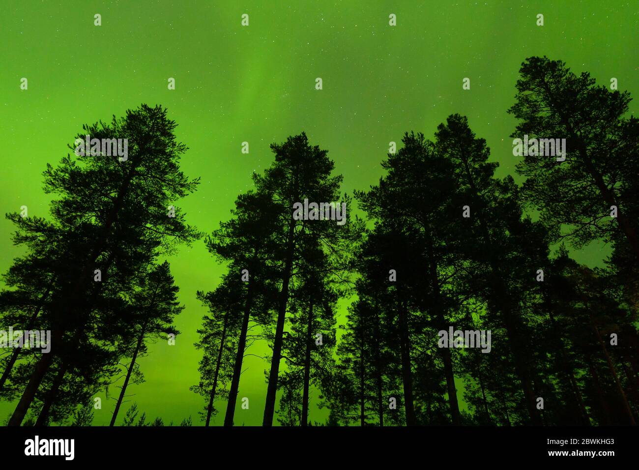 Aurora boreale nella foresta di taiga, Finlandia Foto Stock
