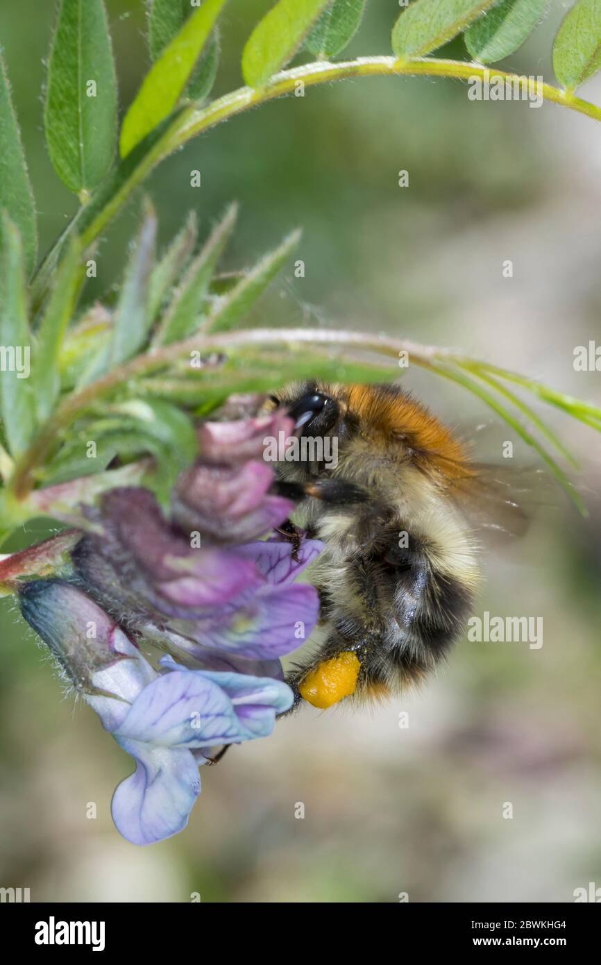 Ape di carder, ape comune di carder (Bombus pascuorum, Bombus agrorum, Megabombus pascuorum), femmina con polline a Bush vetch, Germania Foto Stock