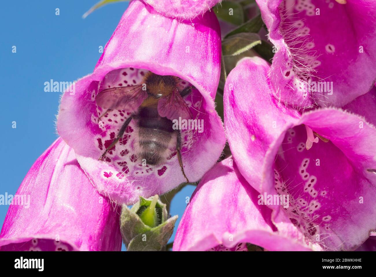 Piccolo giardino bomba ape (Bombus hortorum, Megabombus hortorum), fioritura presenza a foxglove, arrampicata all'interno del fiore, Germania Foto Stock