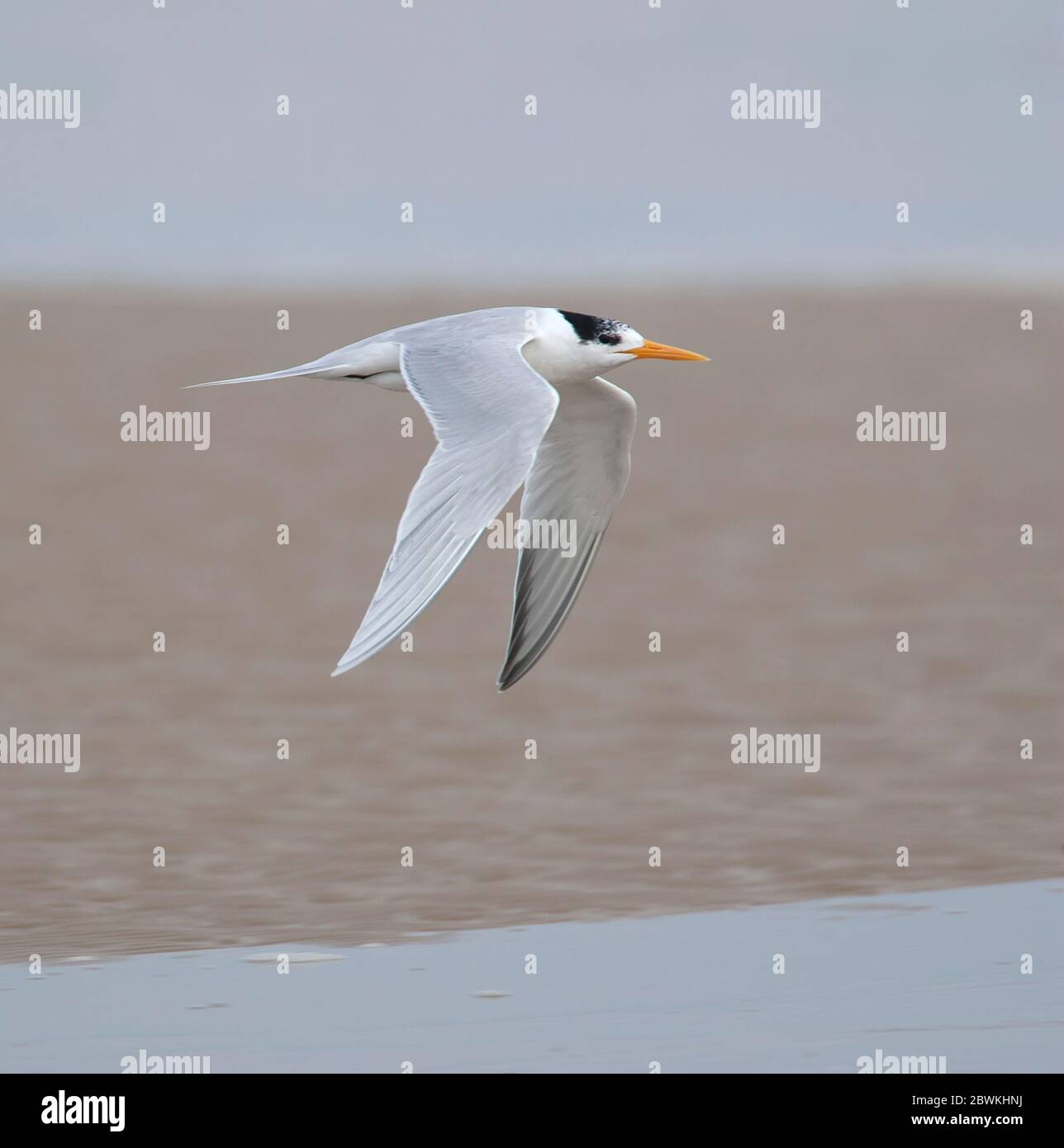 Terna meno crestata (Thalasseus bengalensis, Sterna bengalensis), Terna cresta piccola per adulti in volo su una spiaggia sabbiosa in Medio Oriente, Asia Foto Stock