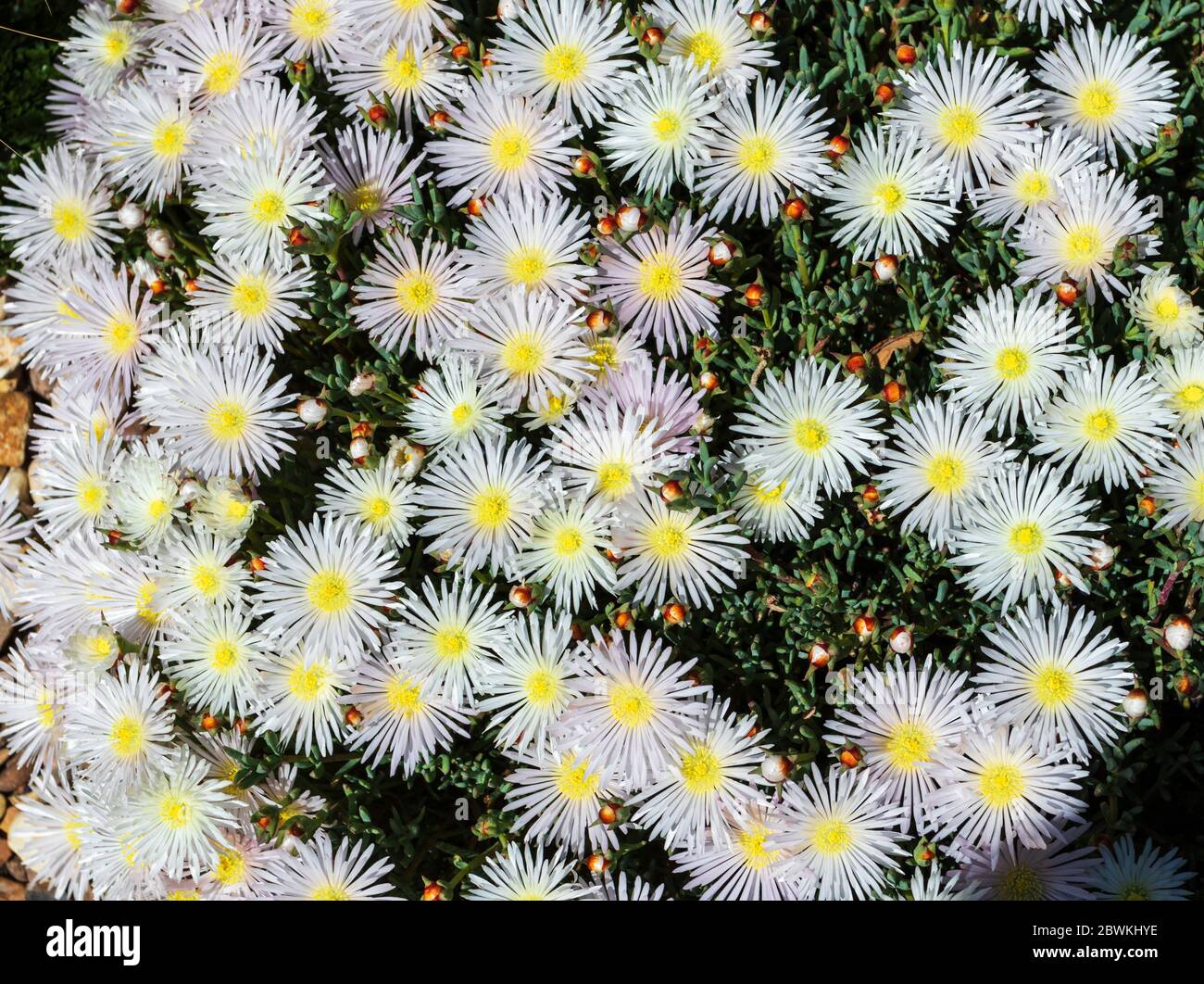 Delosperma bianco brillante in una mattina soleggiata Foto Stock