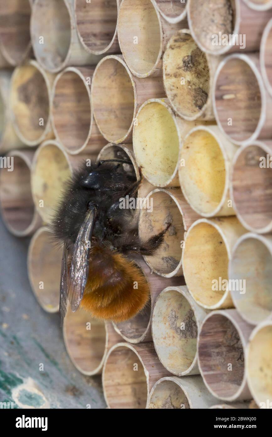 European Orchard Bee, ape di cornuta (Osmia cornuta), femmina all'aiuto al nesting, Germania Foto Stock