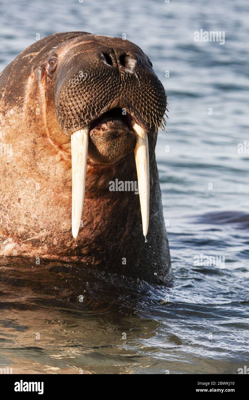 walrus (Odobenus rosmarus), ritratto in acqua, vista laterale, Norvegia, Svalbard, Spitsbergen Foto Stock