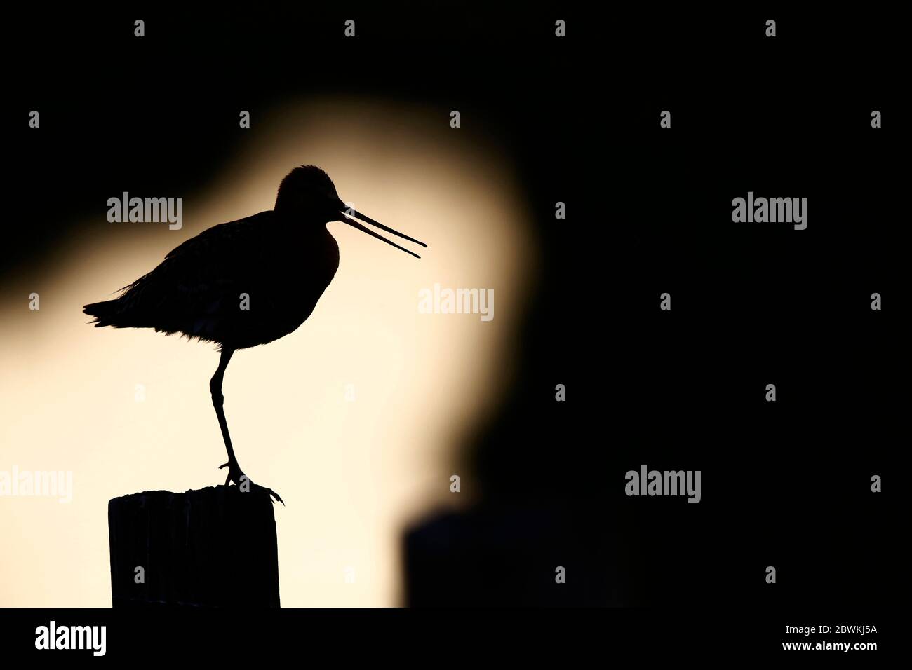 godwit a coda nera (Limosa limosa), adulto in piedi su un palo, silhouette, Paesi Bassi, Hoogland Foto Stock