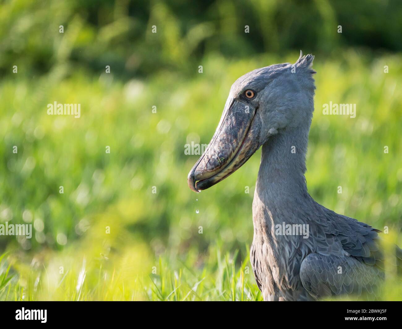 Cicogna a testa di balena, Shoeble (Balaeniceps rex), Shoeble adulto in piedi in paludi, caduta di acqua della sua grande becco di forma dispari, Uganda, Karafunka Foto Stock