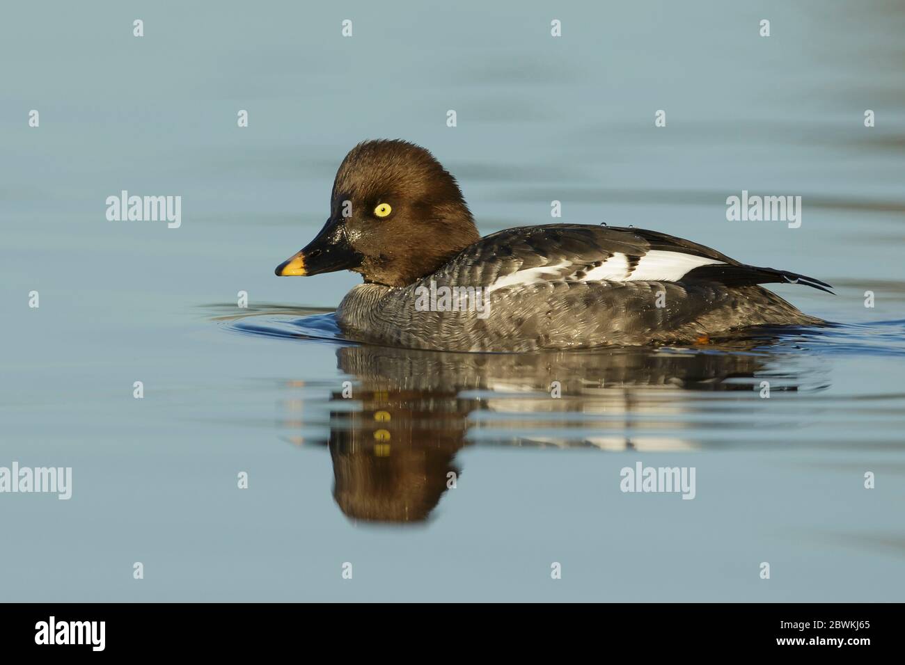 Goldeneye americano, anatroccolo goldeneye (Bucephala clangula americana), nuoto femminile per adulti nella contea di Santa Clara, California, USA, durante l'inverno., USA, California, Santa Clara County Foto Stock