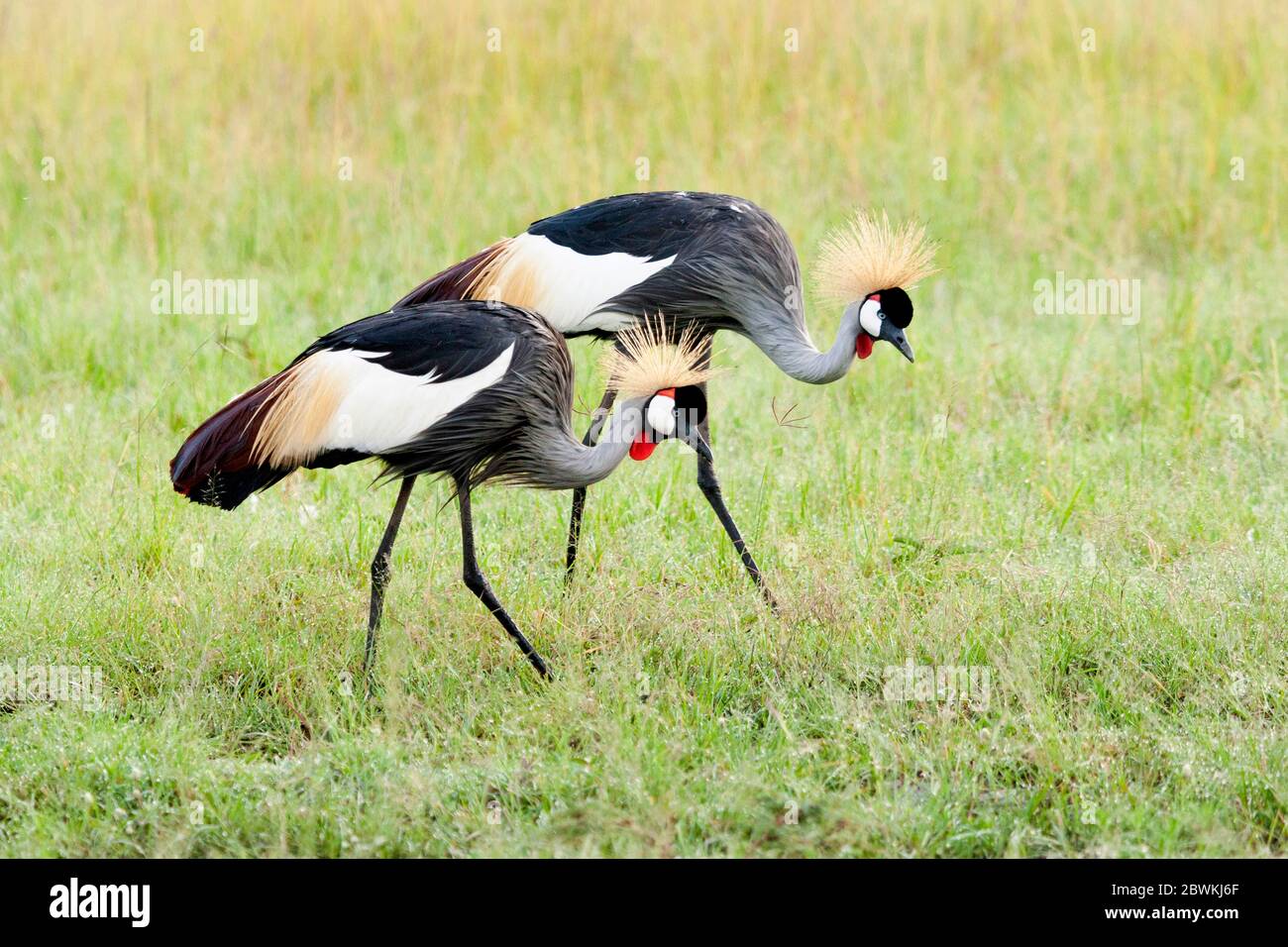 Gru coronata sudafricana, gru coronata grigia (Baleari regolorum), due gru coronate che forano su erba corta, Kenya, Masai Mara National Park, Maasai Mara Foto Stock