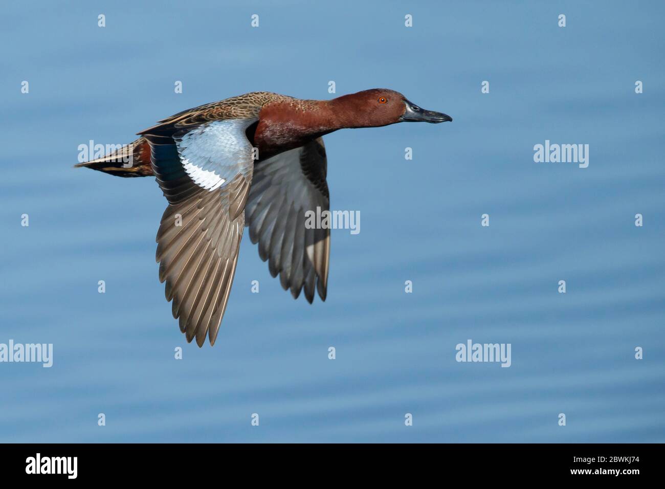 Tepal alla cannella (Anas cyanoptera, spatola cyanoptera), maschio adulto che vola in basso su un lago, Stati Uniti, California, Orange County Foto Stock