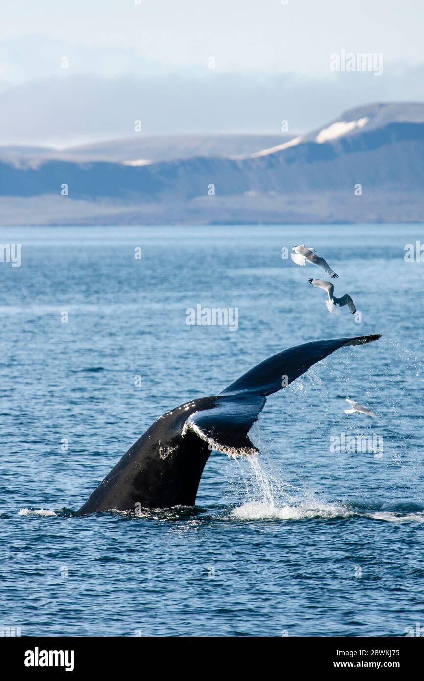 Megattere (Megaptera novaeangliae), sommerso tra gregge di Gabbiani, Norvegia, Svalbard Foto Stock