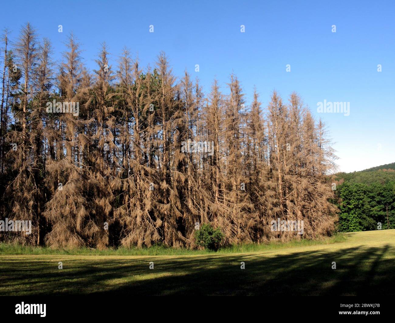 Abete rosso norvegese (Picea abies), foresta di abete rosso morto causata da secchezza e barbabietola, Germania, Renania settentrionale-Vestfalia, Bergisches Land Foto Stock