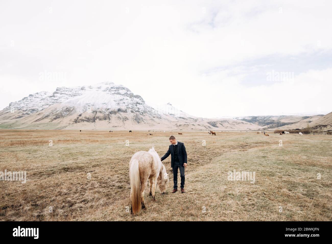 Sessione fotografica di matrimonio in Islanda con cavalli islandesi. Un ragazzo con pantaloni, un maglione e una giacca colpendo un cavallo color crema in faccia Foto Stock