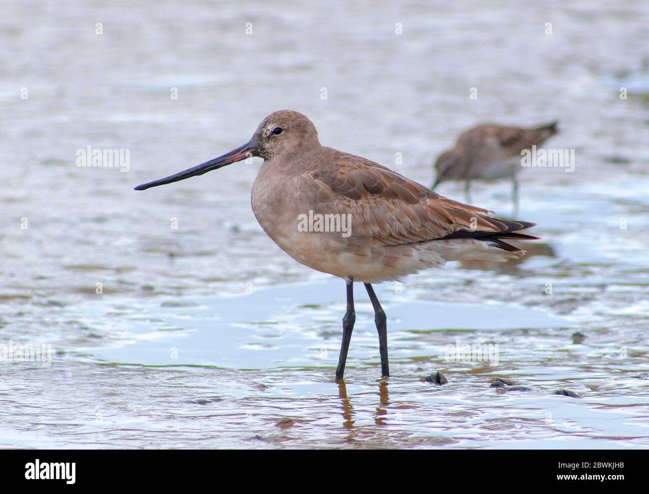 Hudsonian godwit (Limosa emastica), foraggio in acque poco profonde, Argentina, Laguna Mar Chiquita Foto Stock