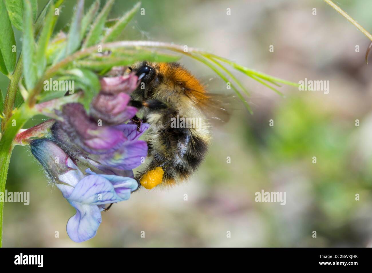Ape di carder, ape comune di carder (Bombus pascuorum, Bombus agrorum, Megabombus pascuorum), femmina con polline a Bush vetch, Germania Foto Stock