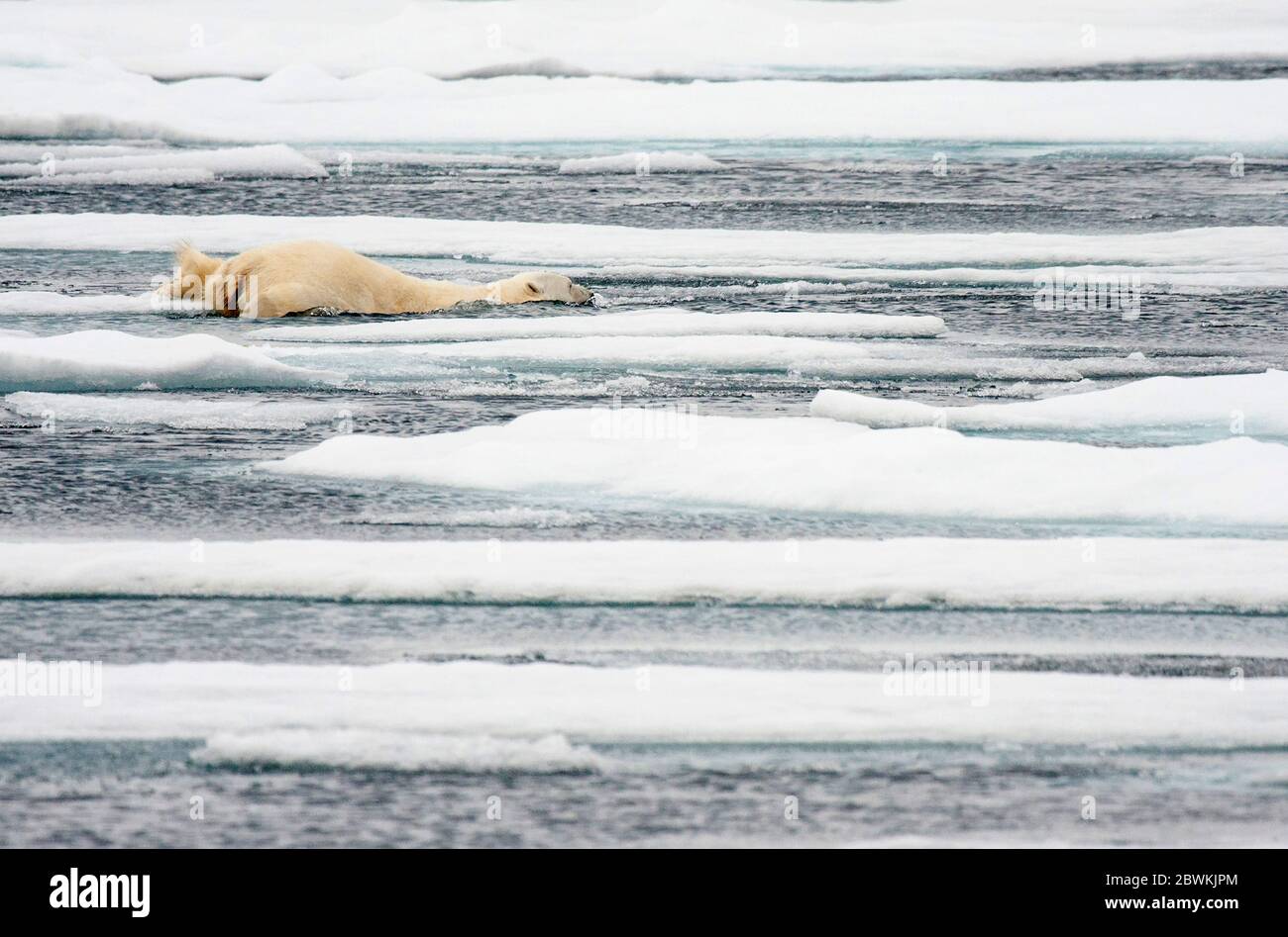 Orso polare (Ursus maritimus), nuoto in un mare mezzo congelato, Norvegia, Svalbard Foto Stock