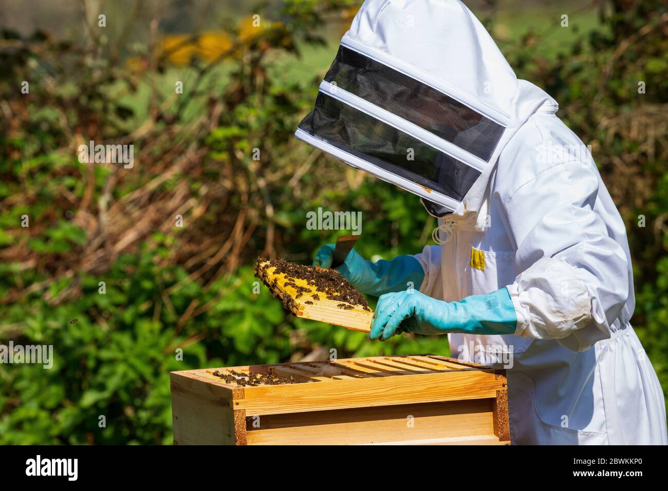 ispezione alveare delle api Foto Stock