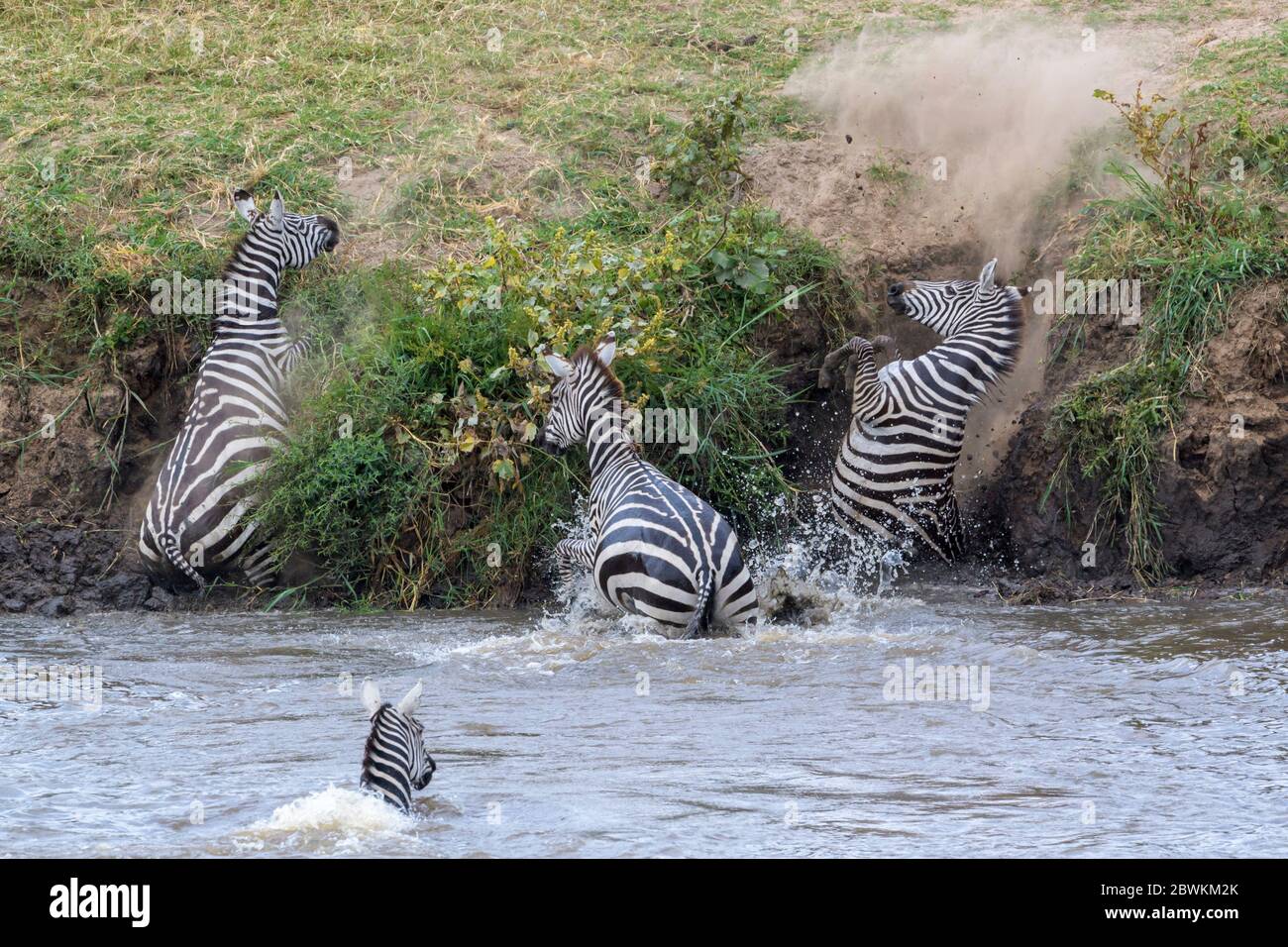 Pianure zebra (Equus quagga) che attraversa il fiume Mara e non scendere sulla ripida riva del fiume, Serengeti parco nazionale, Tanzania. Foto Stock