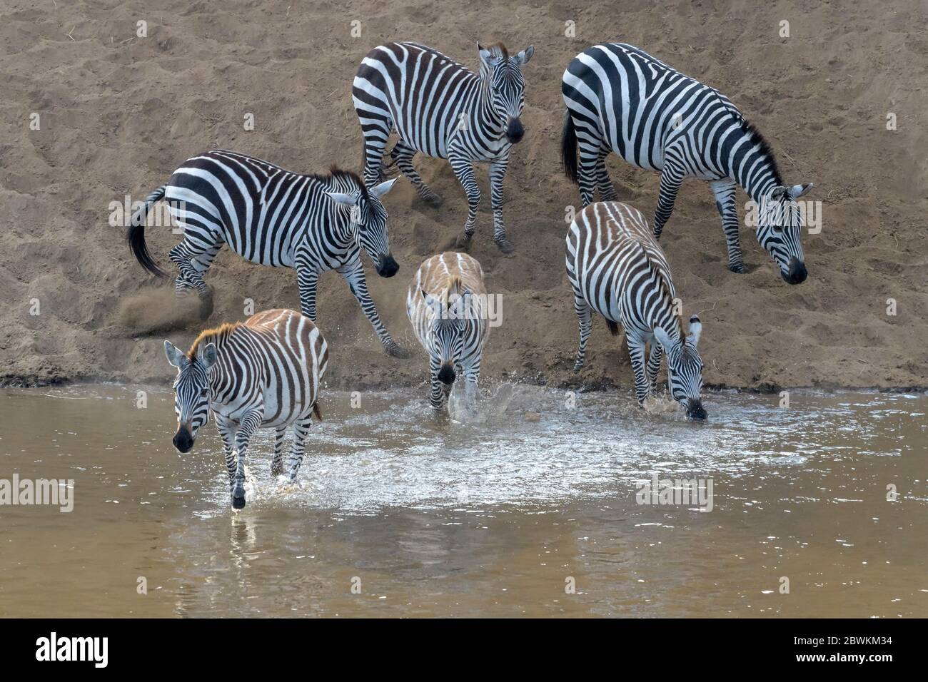 Zebra pianure (Equus quagga) mandria, bere e iniziare attraversando il fiume Mara, parco nazionale Serengeti, Tanzania. Foto Stock