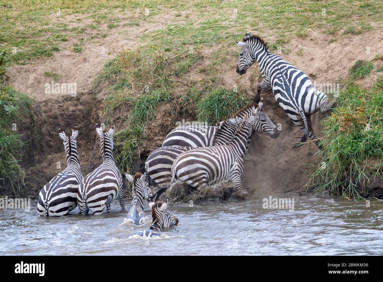 Pianure zebra (Equus quagga) che attraversa il fiume Mara e non scendere sulla ripida riva del fiume, Serengeti parco nazionale, Tanzania. Foto Stock