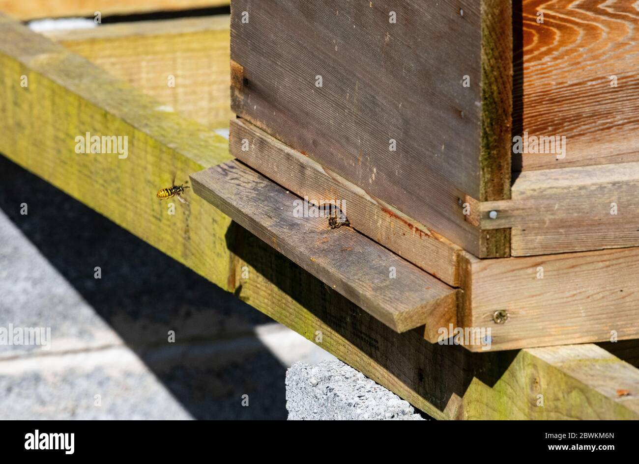 alveare Foto Stock