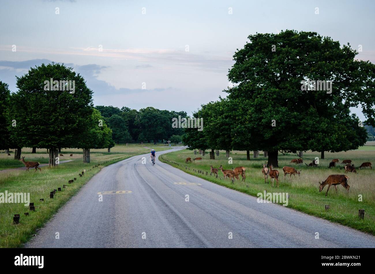 Londra, Inghilterra, Regno Unito - 1 luglio 2013: Un ciclista passa accanto a un gregge di cervi al pascolo nel Richmond Park, nel sud-ovest di Londra. Foto Stock
