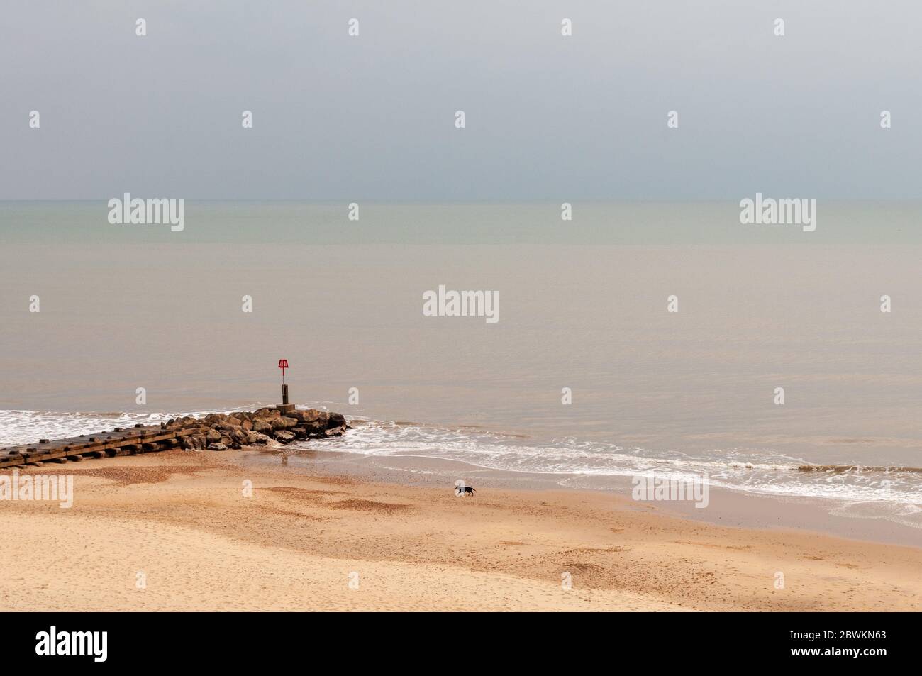 Un cane solista cammina lungo le sabbie di Bounemouth Beach, accanto a un groyne di controllo dell'erosione. Foto Stock