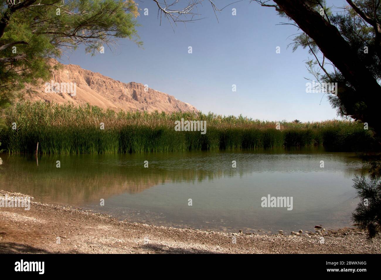 Ein Feshkha (arabo: عين فشخة‎; ebraico: עינות צוקים‎, Einot Tzukim Foto Stock