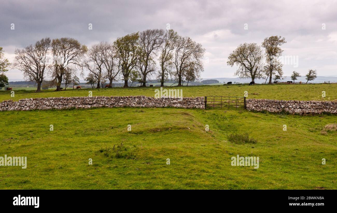 Le mucche pascolano alberi di besite e i resti di terra del Forte romano di Brocolitia sul Muro di Adriano nel Northumberland. Foto Stock