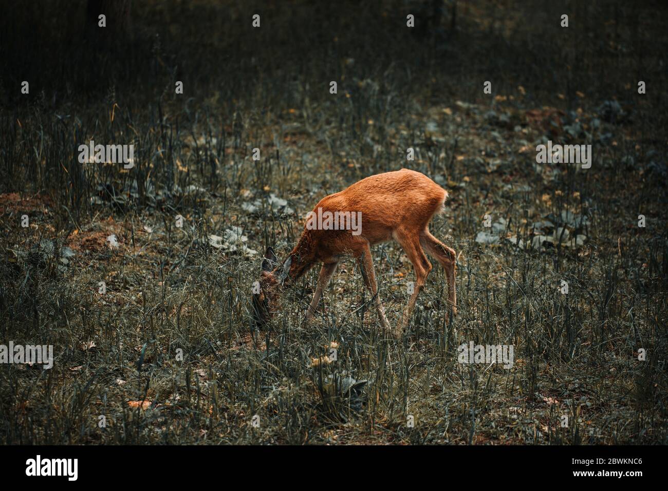 Un cervo dalla coda bianca in piedi in un prato. Capriolo in piedi in un campo. Foto Stock