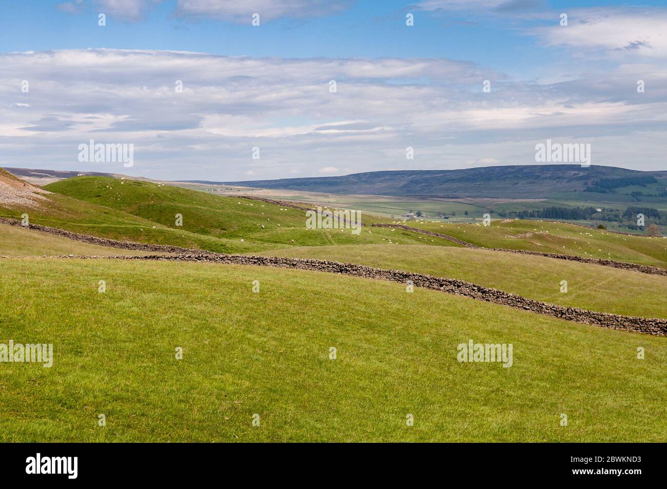 Pecore pascolano in prati pascoli sopra la valle di Teesdale, nelle brughiere Nord Pennines della contea di Durham. Foto Stock