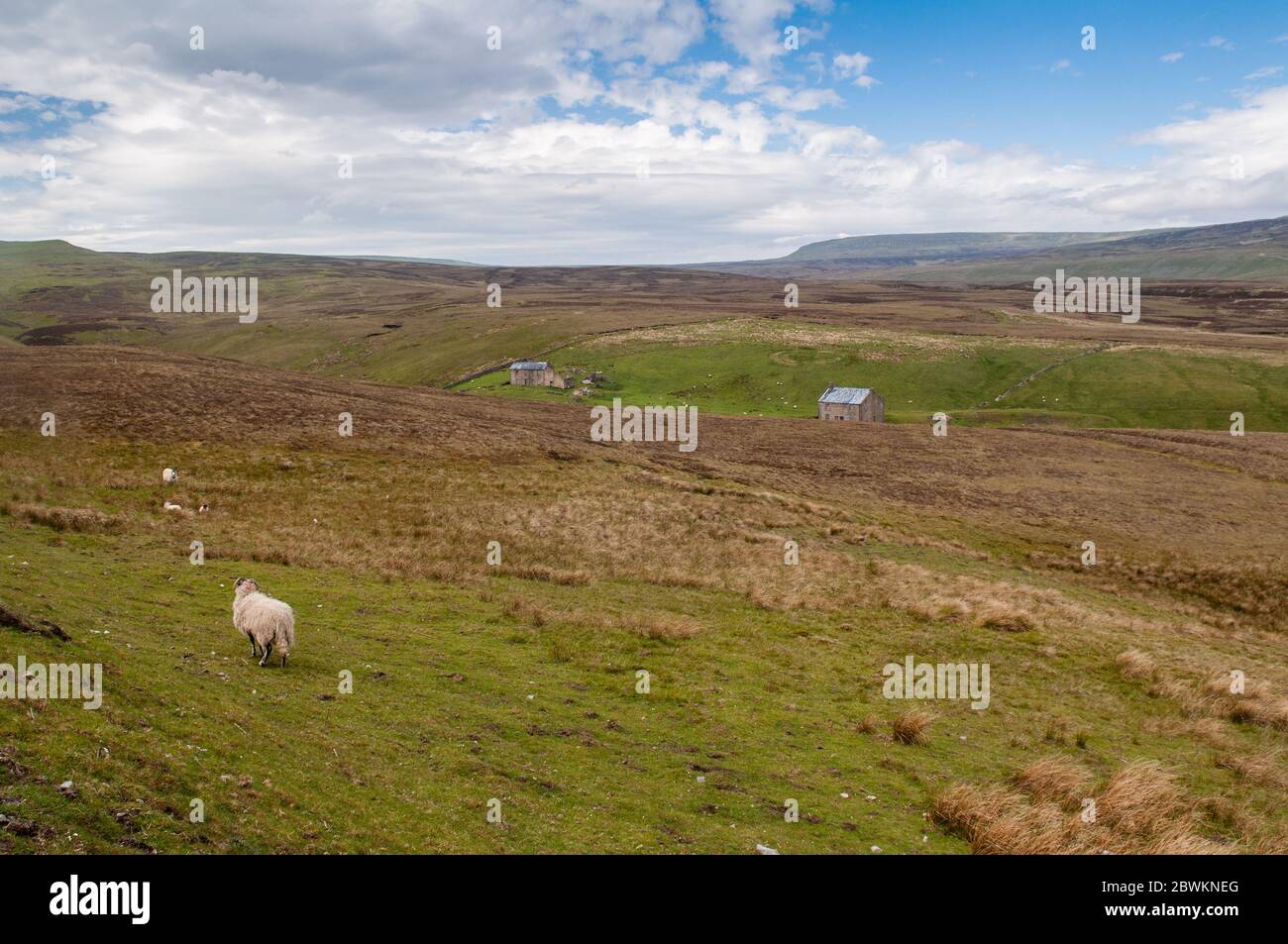 Le pecore pascolano su pascoli ruvidi nelle brughiere dell'alta valle del Lunedale, nelle remote colline del Nord Pennines. Foto Stock