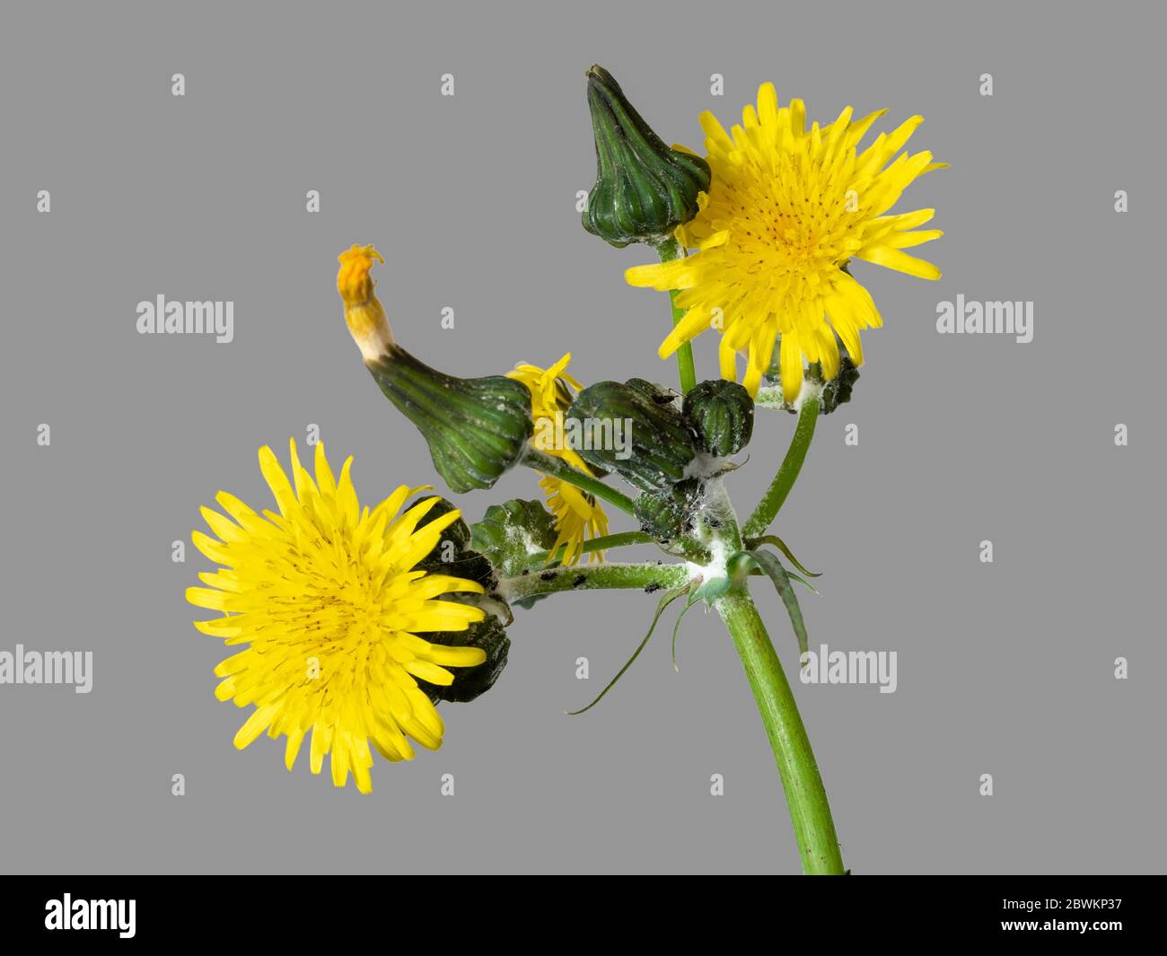 Primo piano della testa dei fiori del fiore selvatico inglese annuale, la civetta comune, Sonchus oleraceus, su uno sfondo grigio Foto Stock