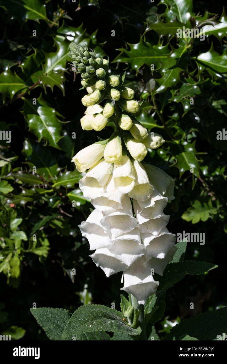 Primo piano di una bella Foxglove bianco Flower Spike in un Giardino in Alsazia Cheshire Inghilterra Regno Unito Foto Stock