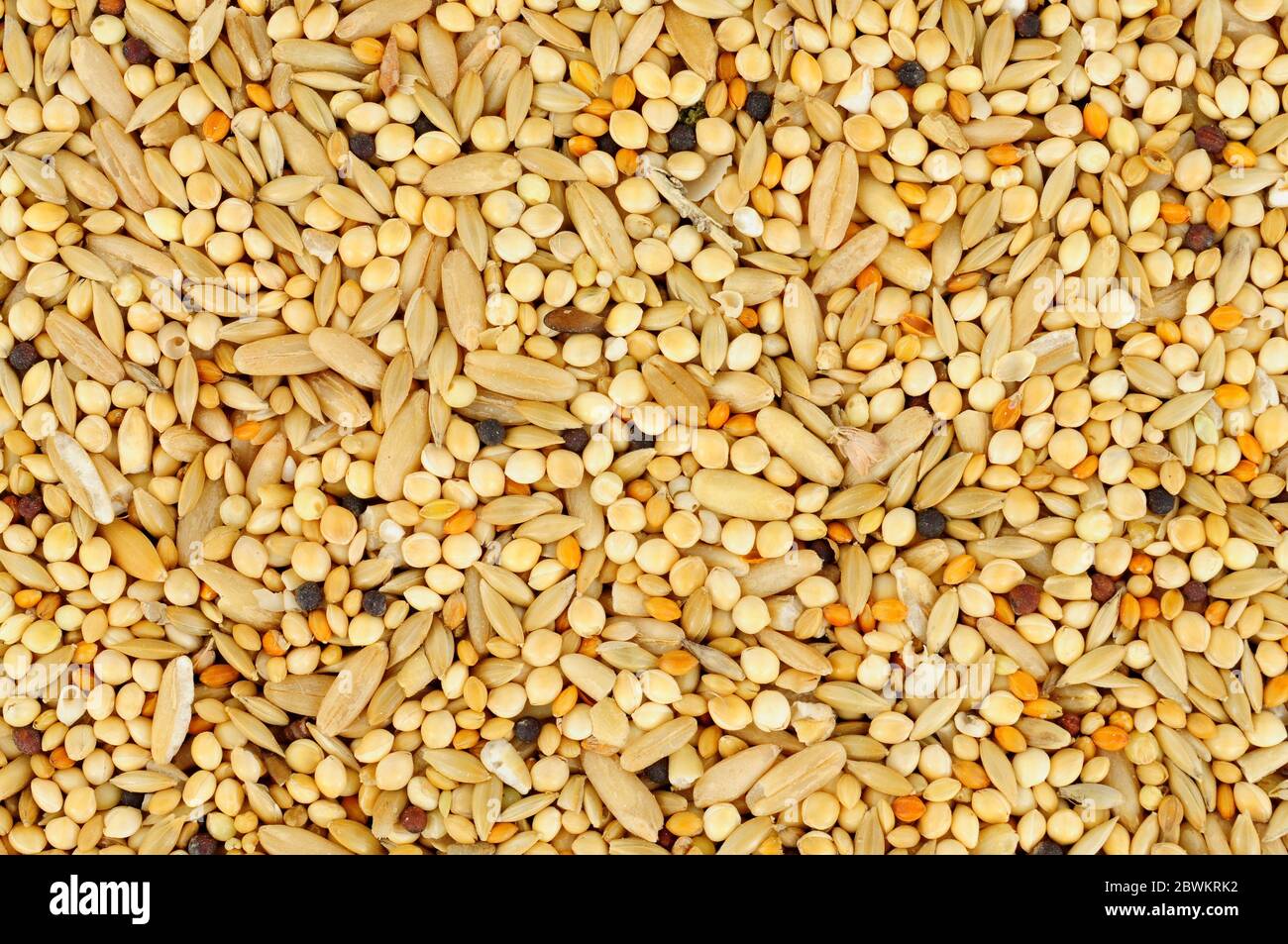 Misto di fondo di struttura di seme di uccello con grani e cereali cibo di animale domestico Foto Stock