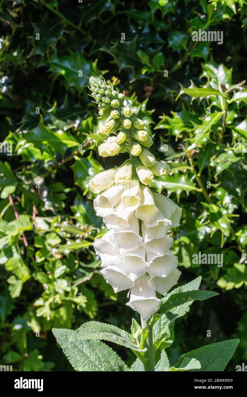 Primo piano di una bella Foxglove bianco Flower Spike in un Giardino in Alsazia Cheshire Inghilterra Regno Unito Foto Stock