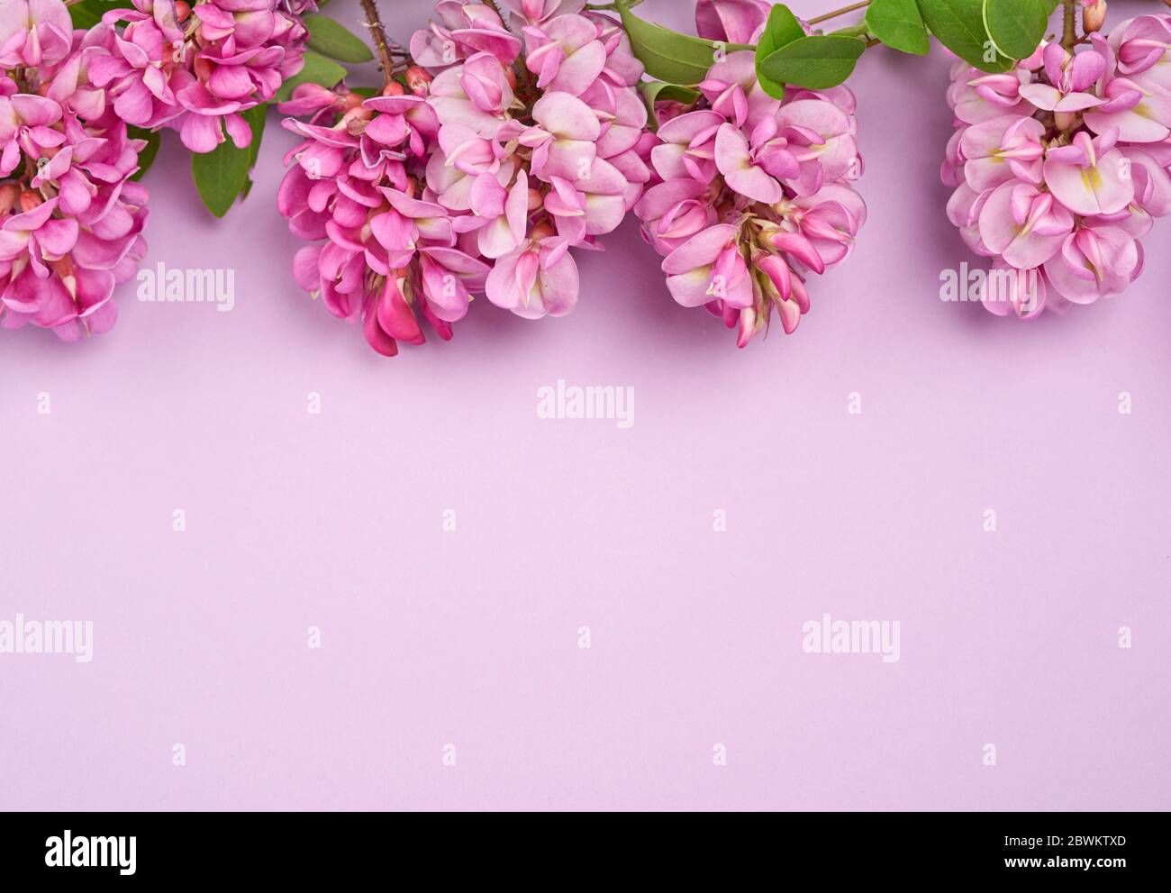 Ramo fiorito Robinia neomexicana con fiori rosa su sfondo viola, vista dall'alto, spazio copia Foto Stock