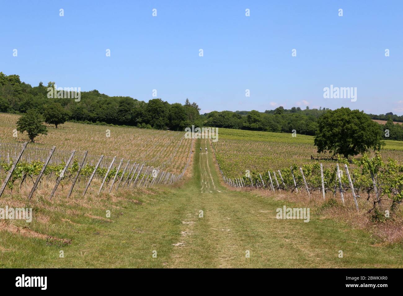 Denbies Wine Estate, Dorking, Surrey Hills, North Downs, Inghilterra, Gran Bretagna, Regno Unito, Gran Bretagna, Europa Foto Stock