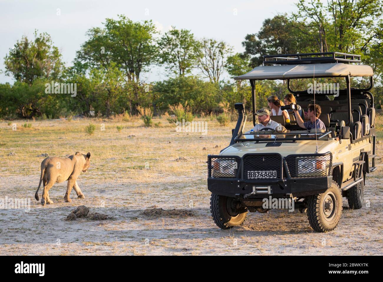 Un leone vicino a un safari vehice con i turisti fuori nel cespuglio. Foto Stock