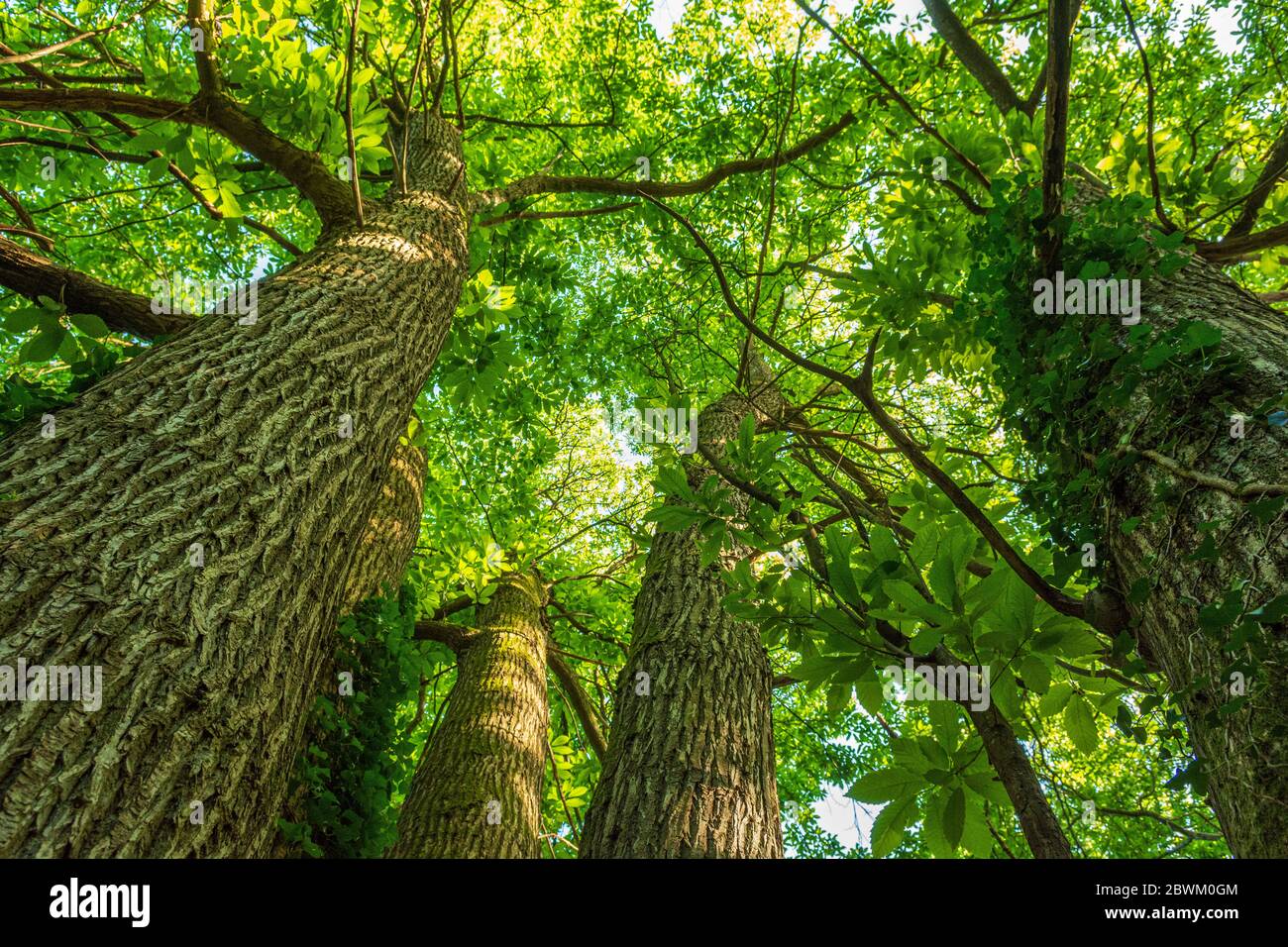 Guardando su un albero grande con tronchi multipli, Hampshire, Regno Unito Foto Stock