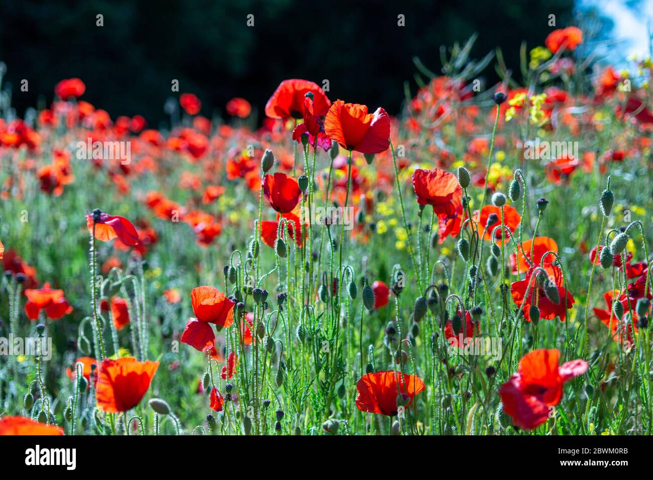 Papaveri rossi che crescono in un campo nella campagna inglese Foto Stock