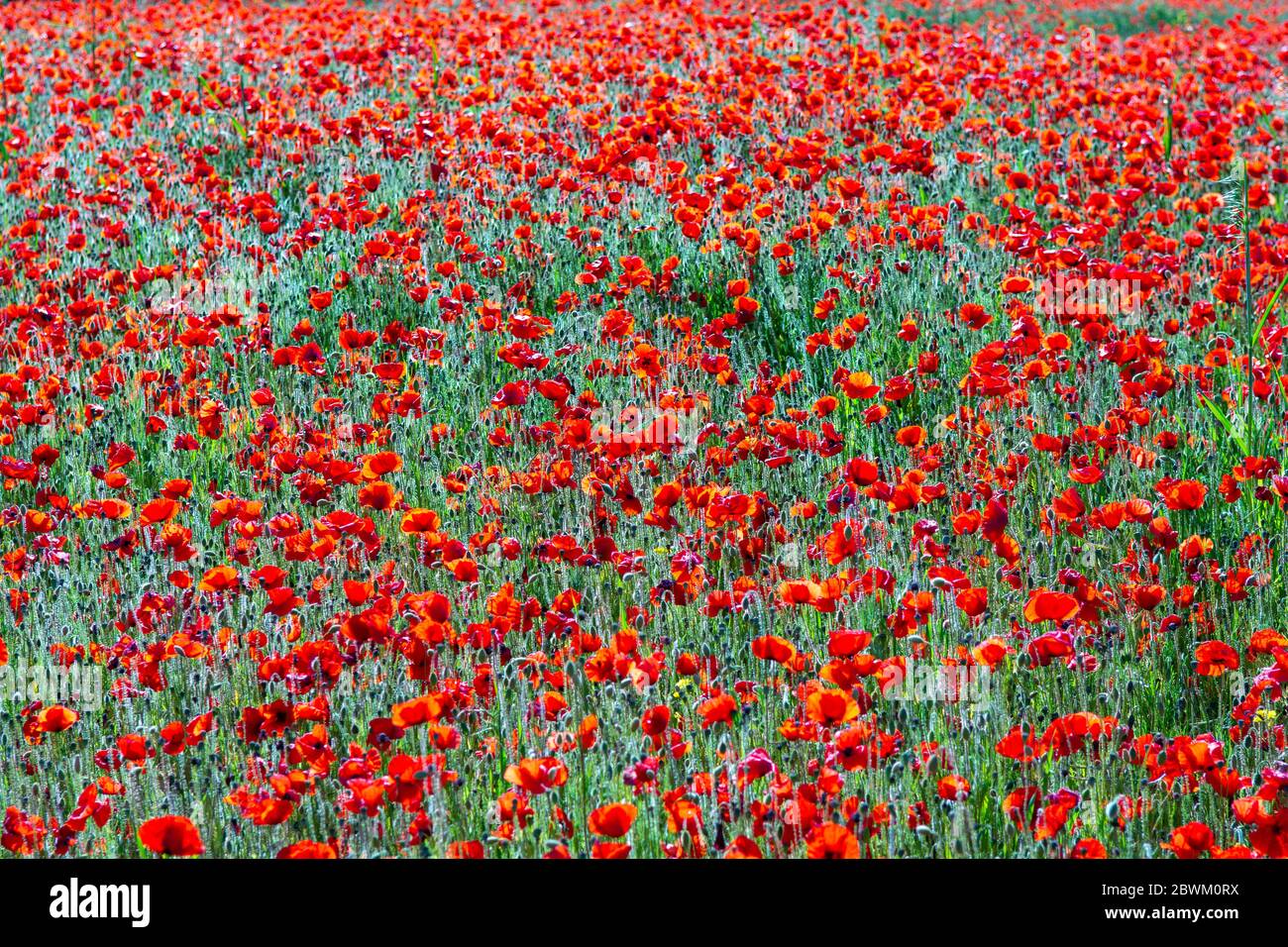 Tappeto denso di papaveri rossi che crescono in un campo nella campagna inglese Foto Stock
