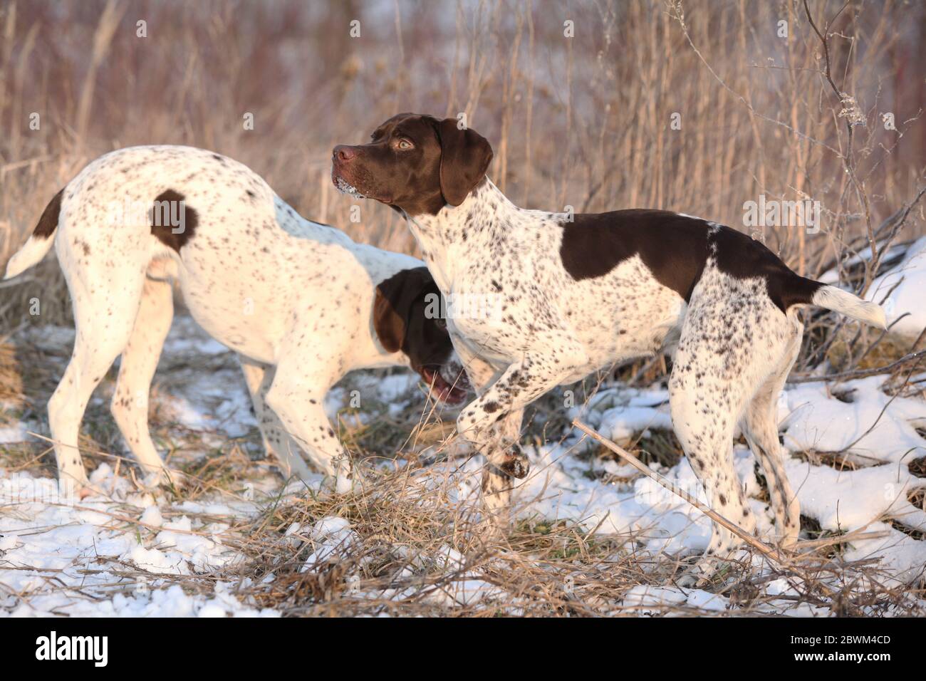 Bella francese che punta cani insieme in inverno Foto Stock