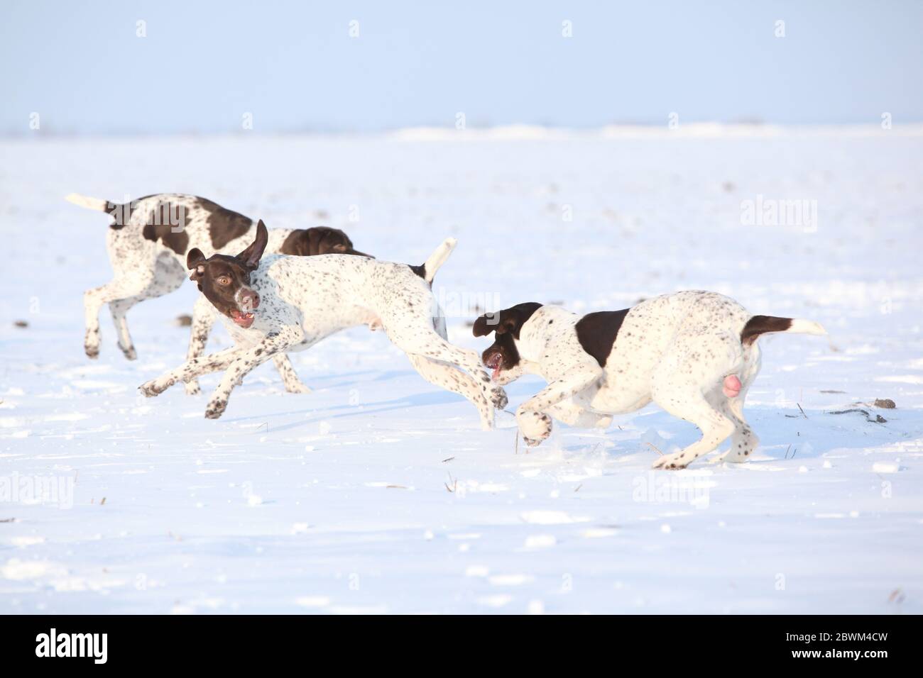 Incredibili cani da puntamento francesi che giocano nella neve Foto Stock