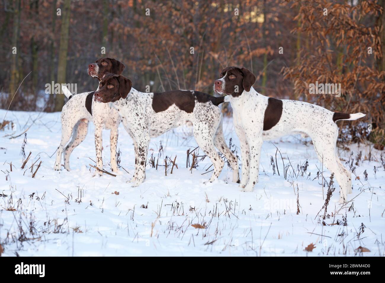 Bella francese che punta cani insieme in inverno Foto Stock