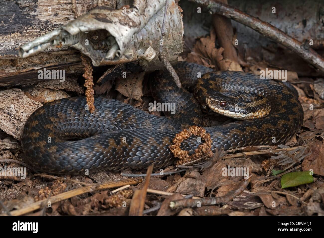 Sommatore (Vipera berus) che si basa su una cucciolata di foglie Foto Stock