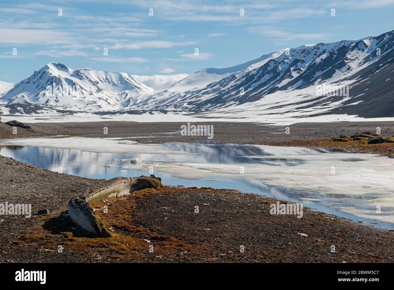 Paesaggio artico a Svalbard con osso balena in primo piano Foto Stock