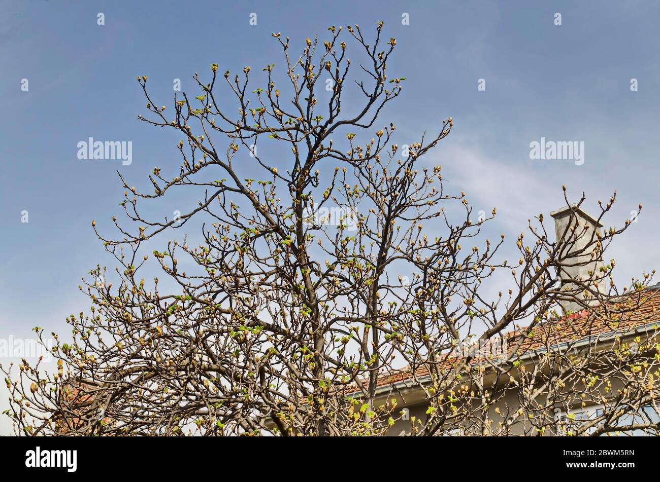 Castagno di cavallo, Conker o Aesculus hippocastanum con gemme e foglie giovani non sviluppate su uno sfondo di cielo di primavera, Sofia, Bulgaria Foto Stock