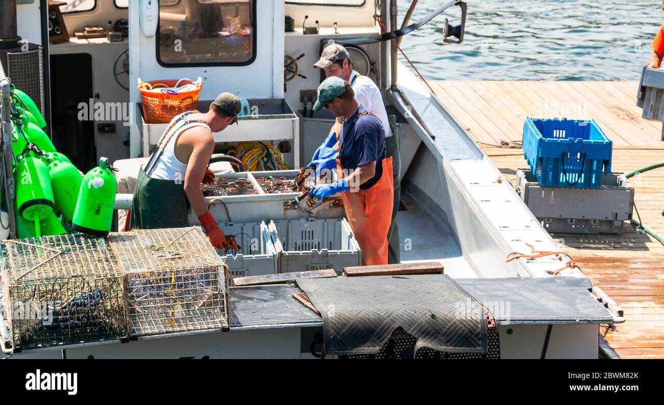 Vinalhaven Island, Maine, USA - 4 agosto 2017: Tre pescatori stanno ordinando le aragoste vive del Maine che il appena raccolto in bidoni per dimensione da vendere a. Foto Stock
