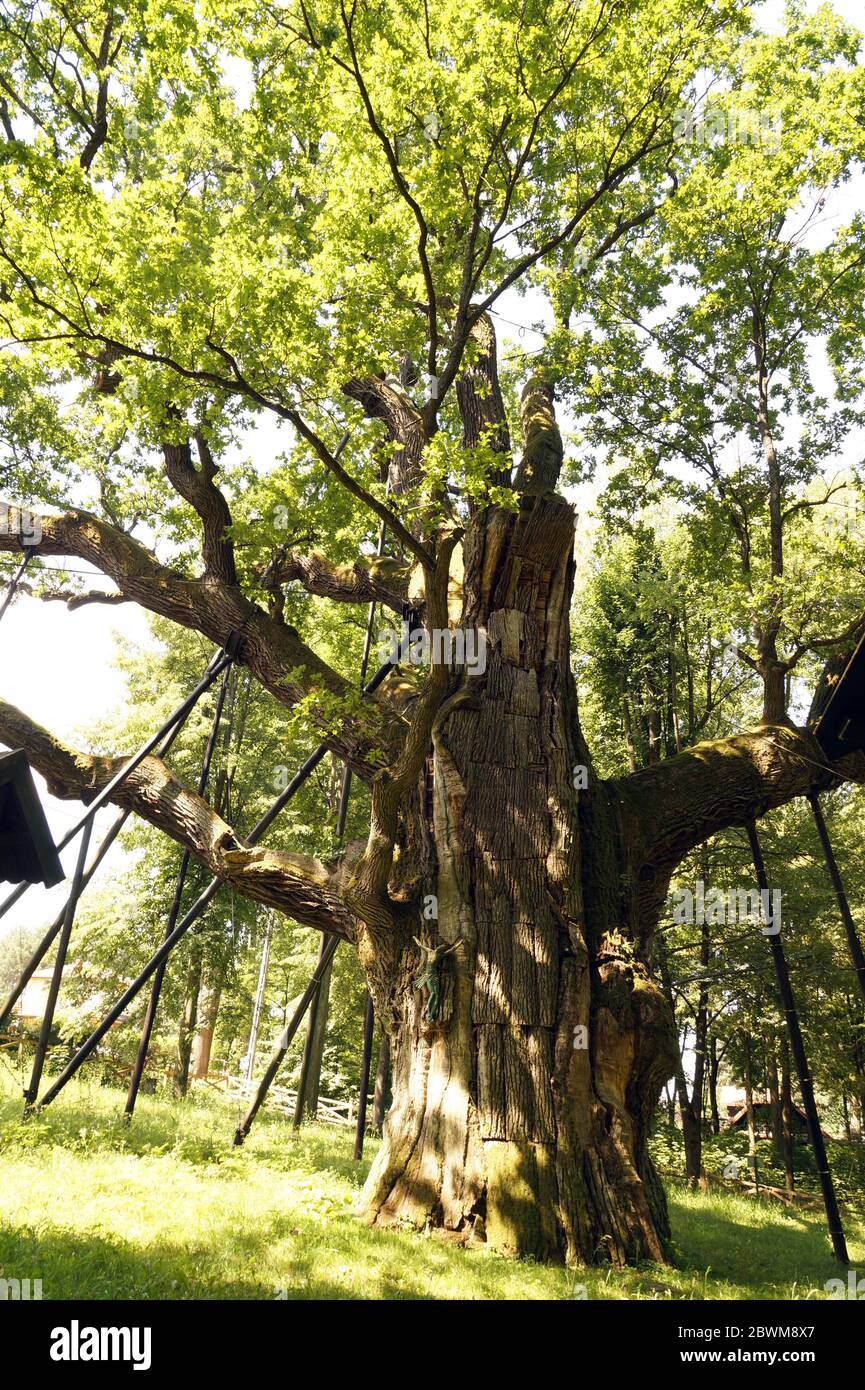 La quercia polacca più antica chiamata 'Bartek', di oltre 1000 anni Foto Stock
