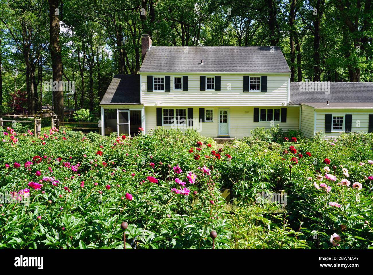 BERNARDSVILLE, NJ -30 MAGGIO 2020- Vista dell'invidia di Peony, un giardino di esposizione di peony farm con fiori di peonia in fiore a Bernardsville, New Jersey. Foto Stock